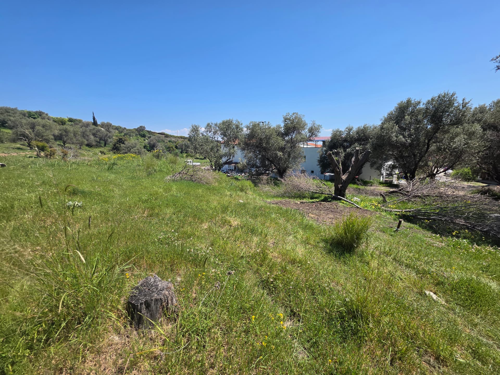 Karaburun Merkez'de Zeytinlik Yatırım Arsası küçük görsel 2
