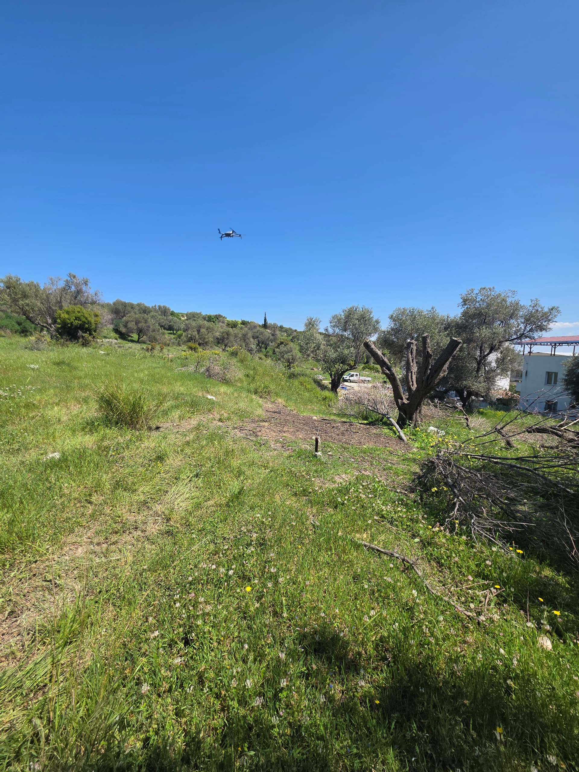 Karaburun Merkez'de Zeytinlik Yatırım Arsası küçük görsel 4