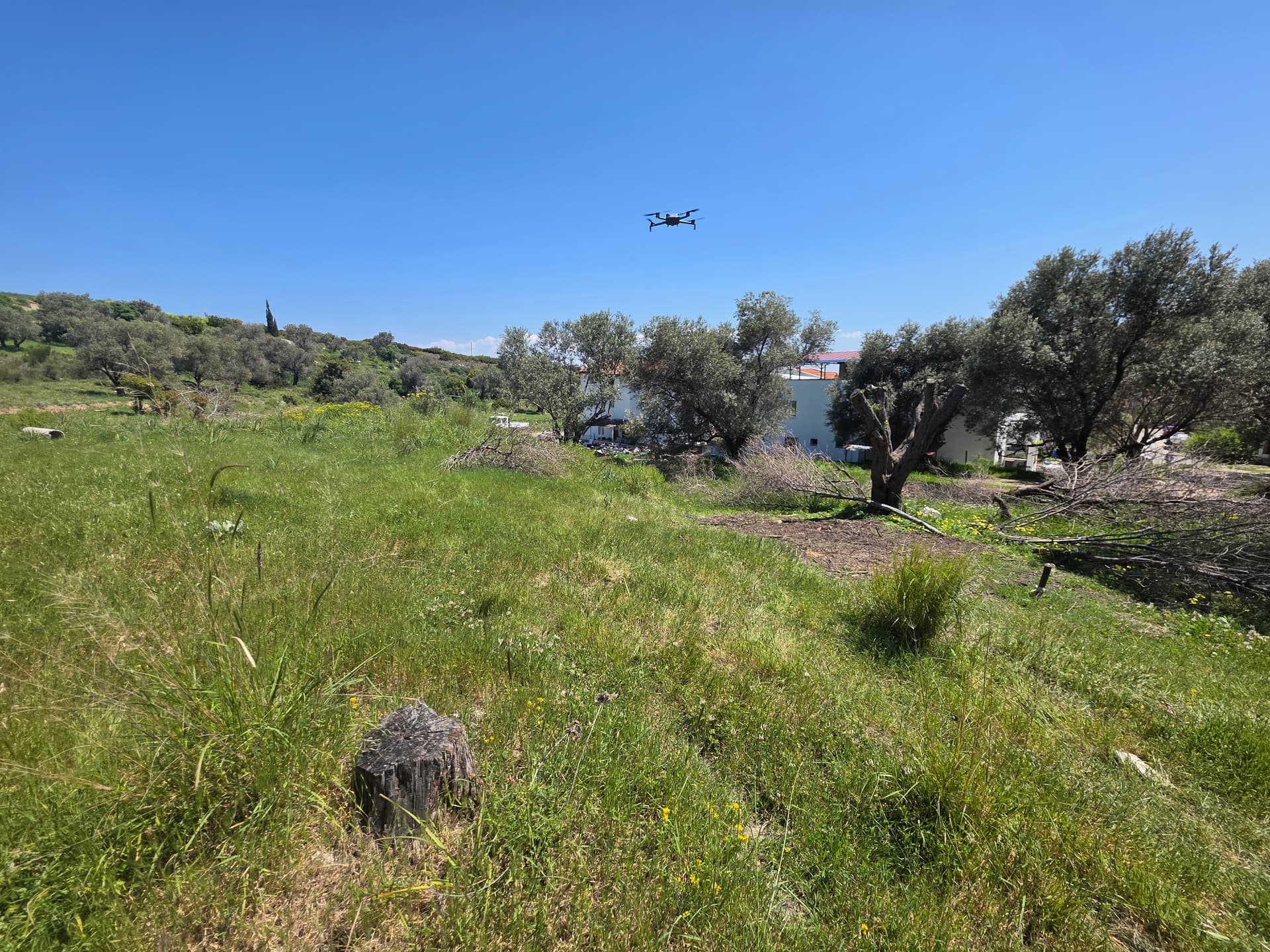 Karaburun Merkez'de Zeytinlik Yatırım Arsası görsel 1